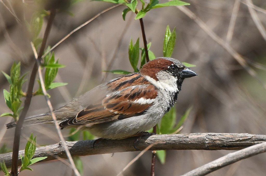 Sparrow, House, 2018-04280758 New York, NY.JPG - House Sparrow. Central Park, NY, 4-28-2018